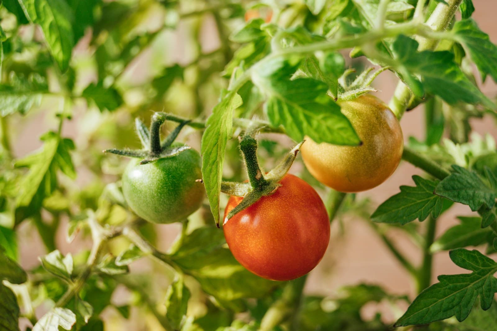 A compact tomato plant growing in a terracotta pot on a patio.