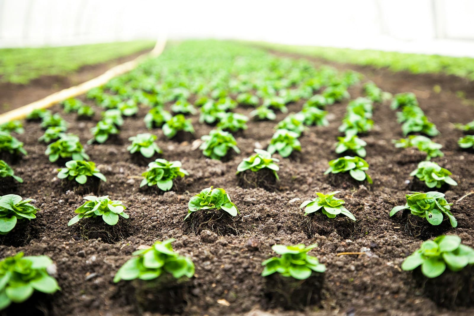 Young vegetable seedlings outside in a garden bed during spring transition.