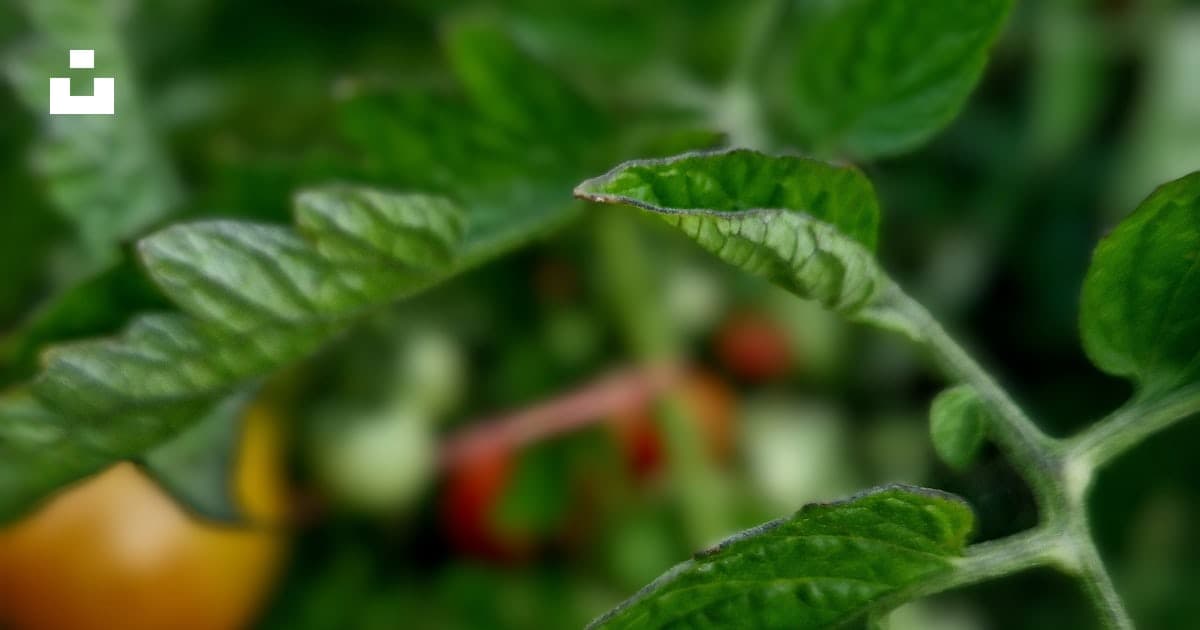 A close-up of healthy tomato foliage on a vigorous garden plant.