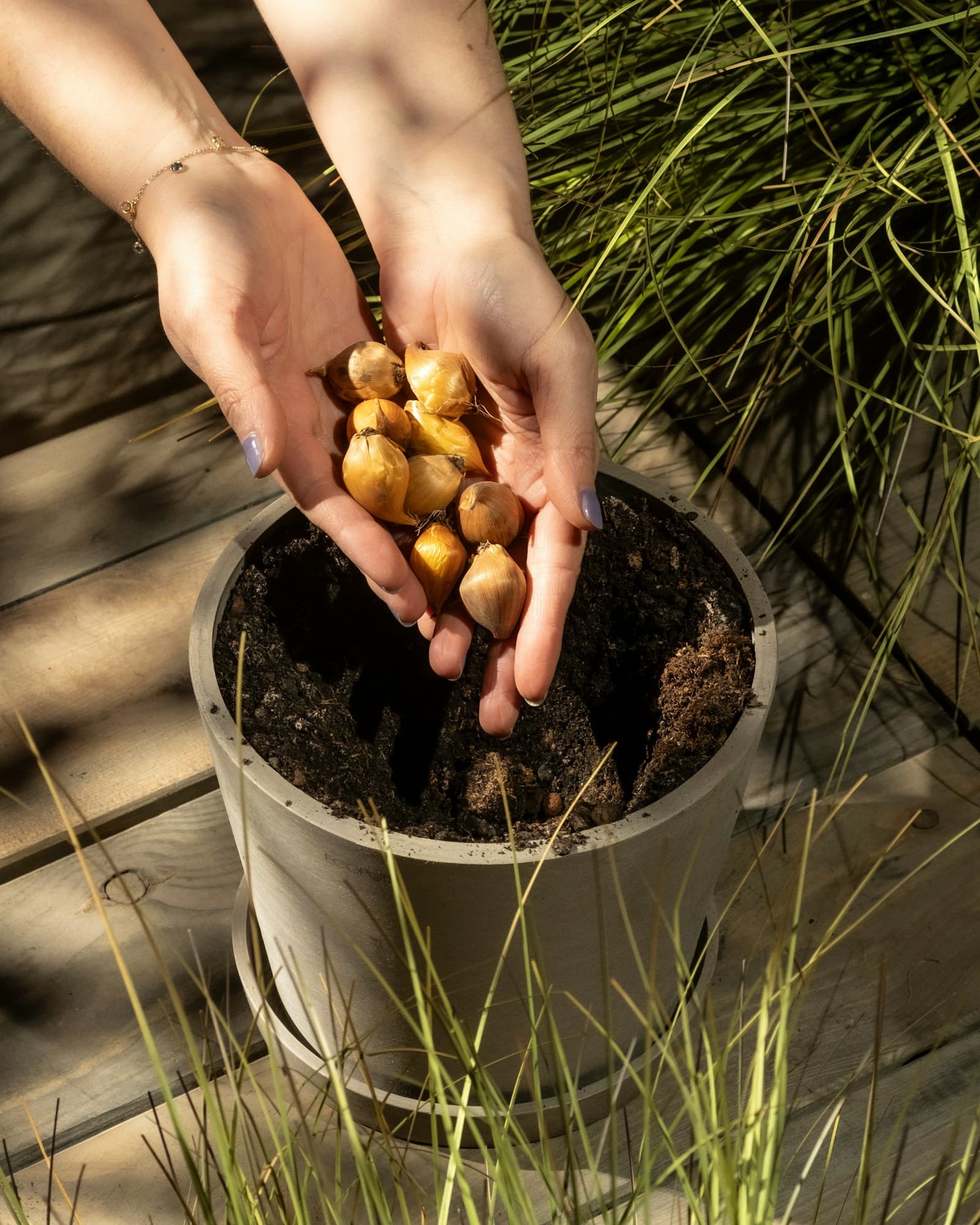 Hands holding rich garden soil and compost before feeding a vegetable bed.