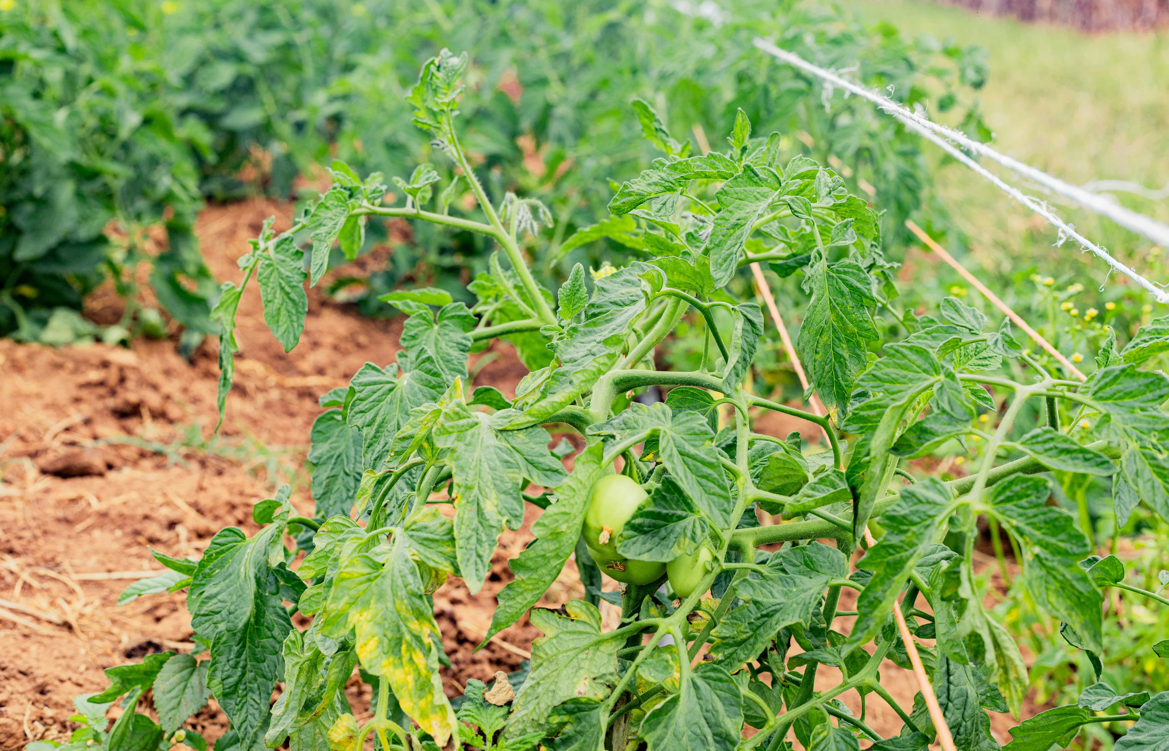 Tomato plants growing in an open garden row with room between beds.