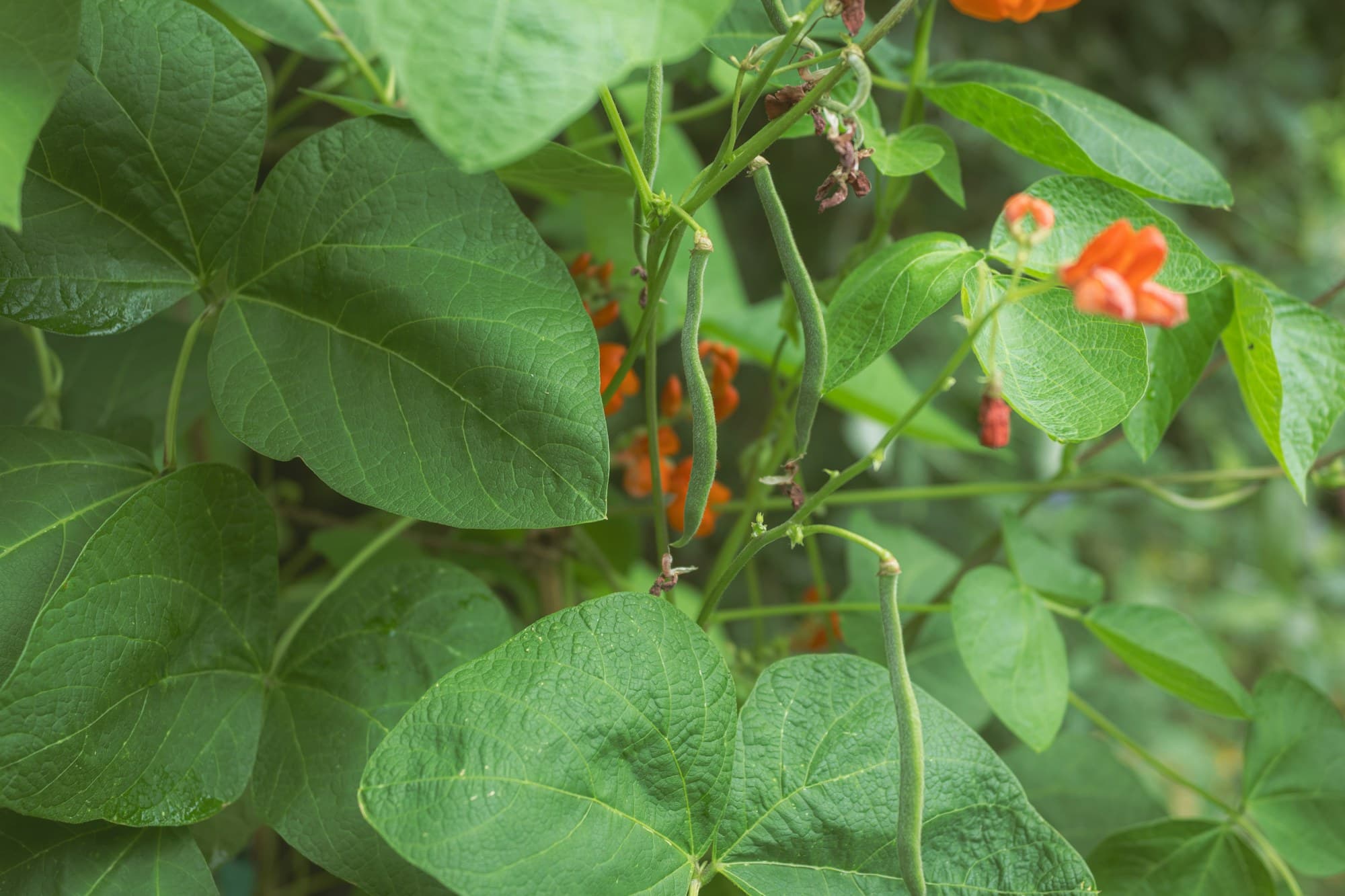 Plantas de judía de enrame con vainas verdes y flores naranjas abiertas entre hojas grandes.