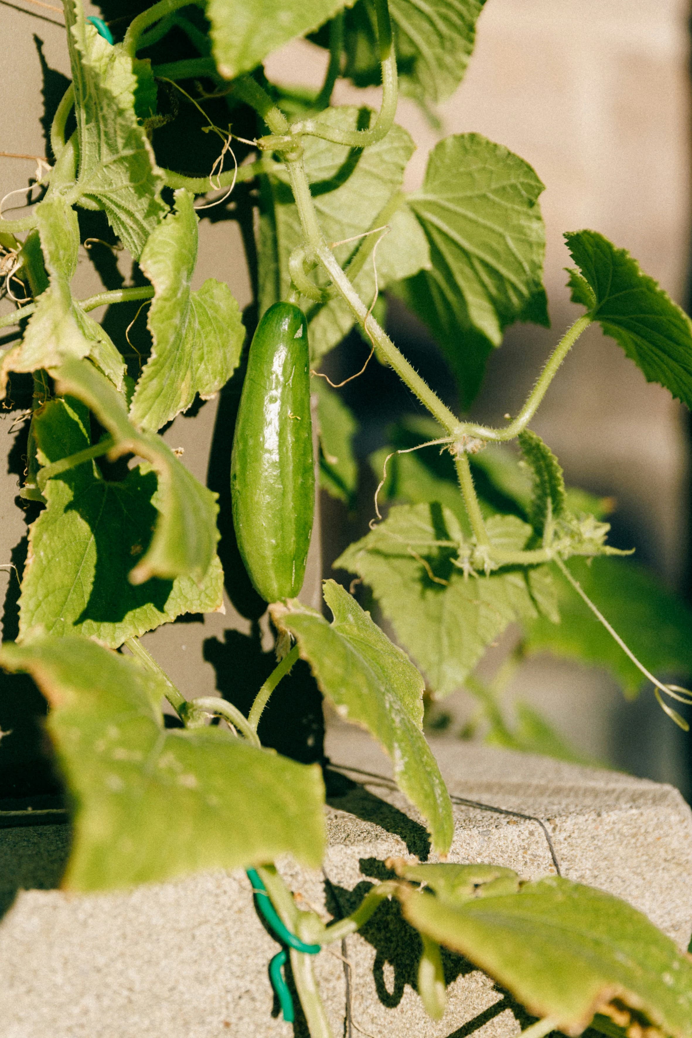 A cucumber growing on a vine beside fresh green leaves in a garden.