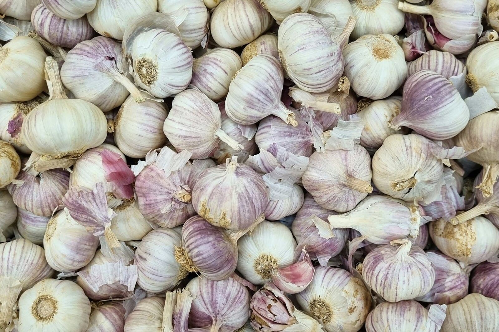 A dense pile of cured garlic bulbs with purple-striped skins, showing the clove wrappers a grower separates on planting day.