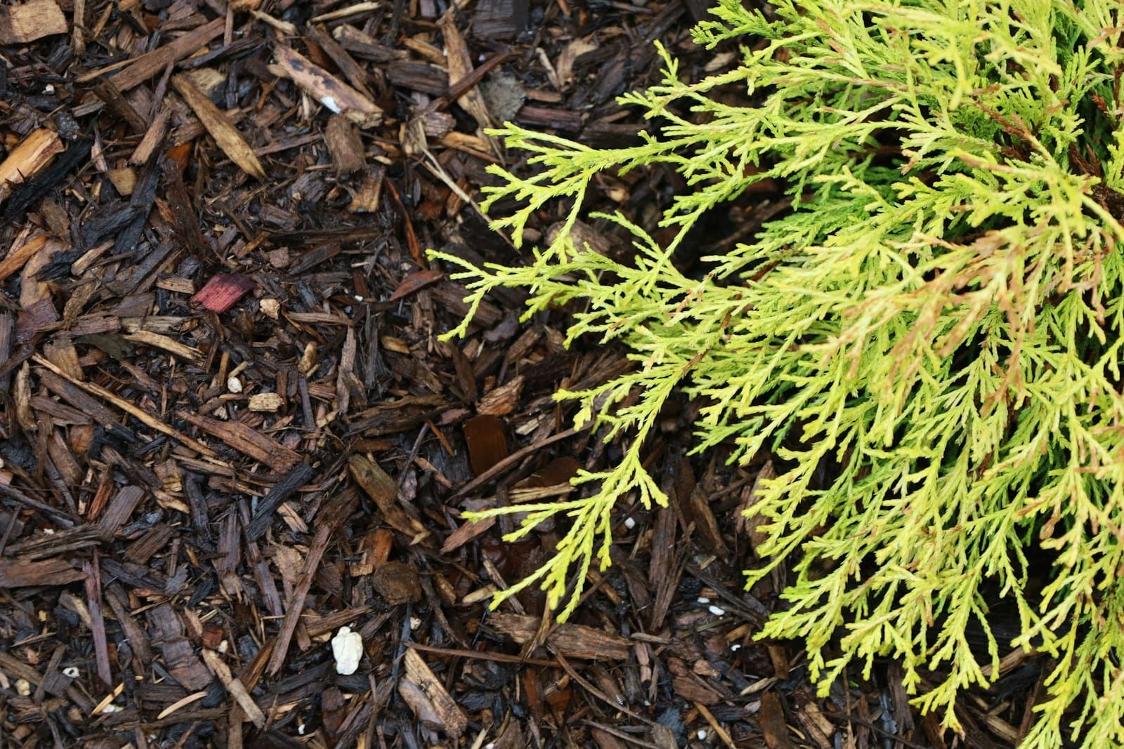 A low evergreen branch resting on a bed of dark wood mulch, the ground a garlic bed is planted into and then covered for the winter.