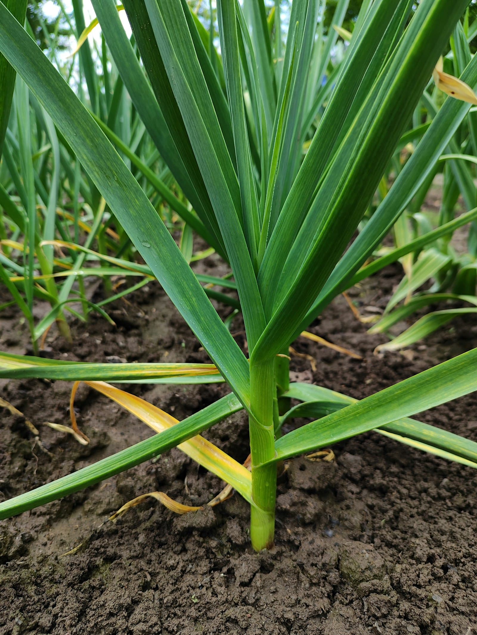 A young garlic plant standing in wet, dark soil, with the leaves of the row behind it.