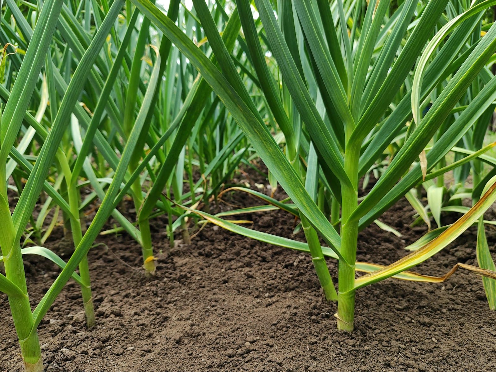 A field of garlic plants in dark, damp soil, photographed at leaf height.