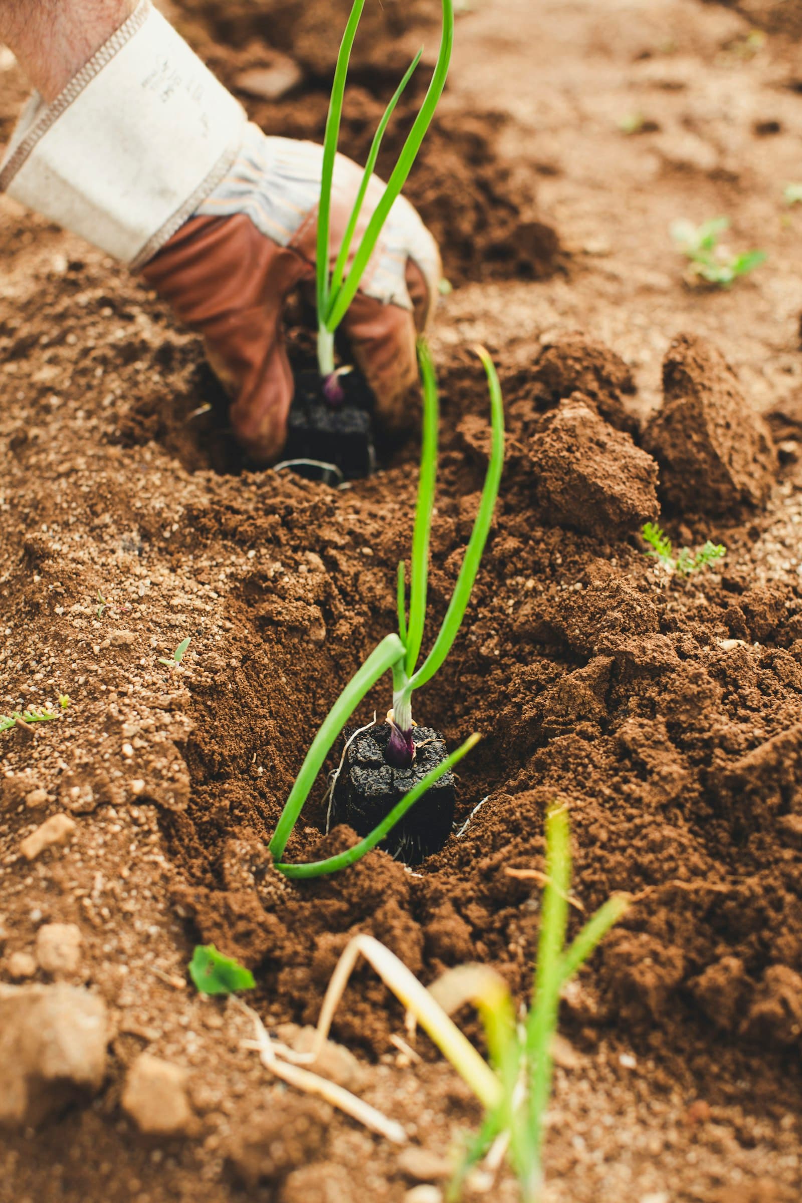 A gloved hand setting an allium transplant into a hole in dry garden soil.