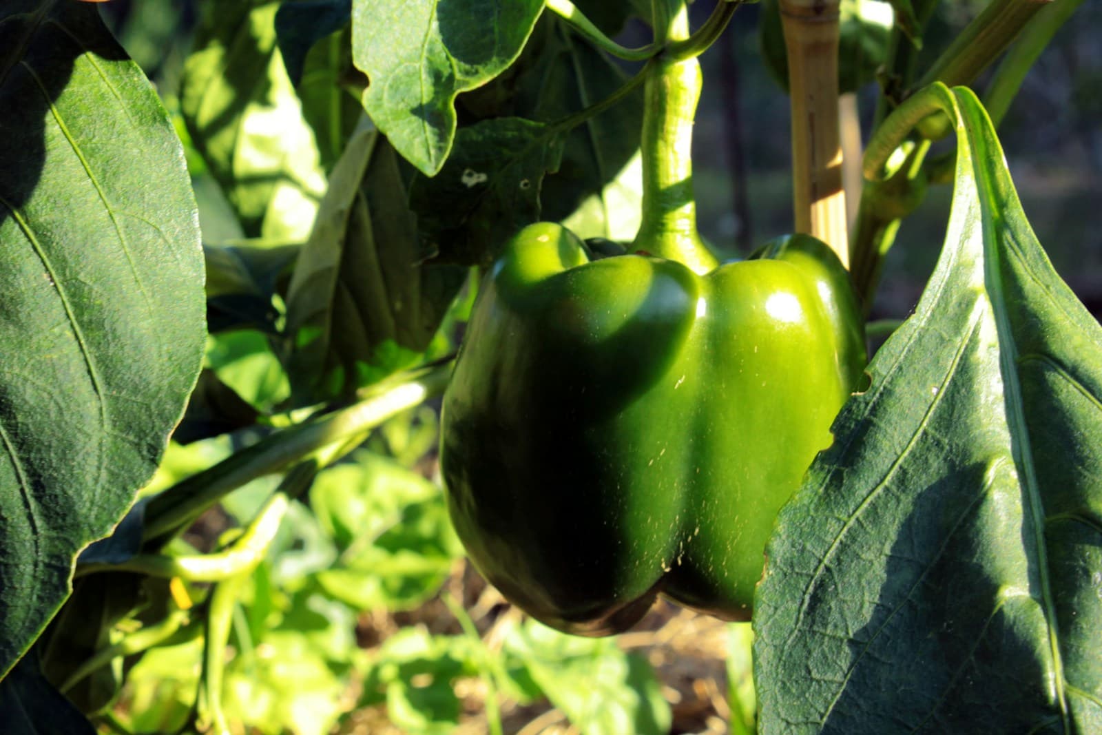Young pepper plants growing outdoors in warm light.