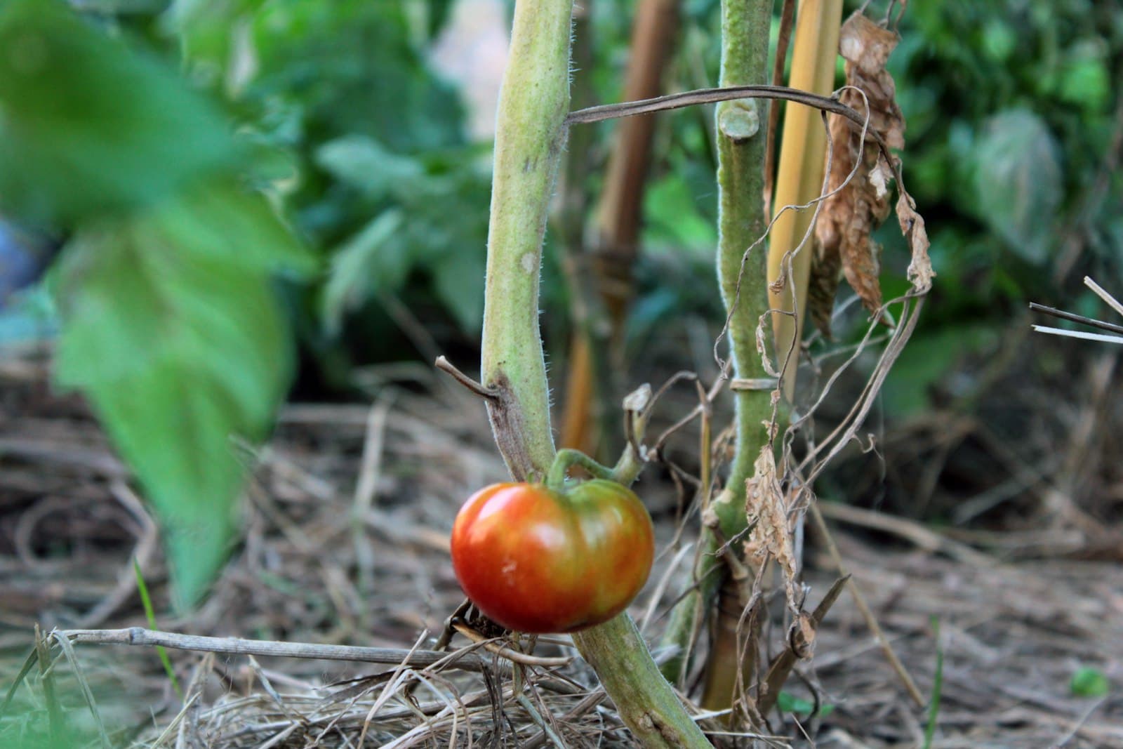 When to plant tomatoes in California: a ripening tomato on the vine above straw mulch in a sunlit garden bed.