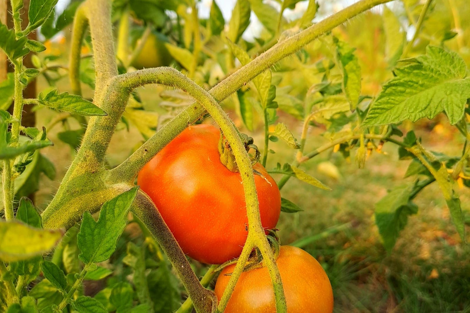 When to plant tomatoes in Florida: orange tomatoes ripening on a staked plant in a garden bed.