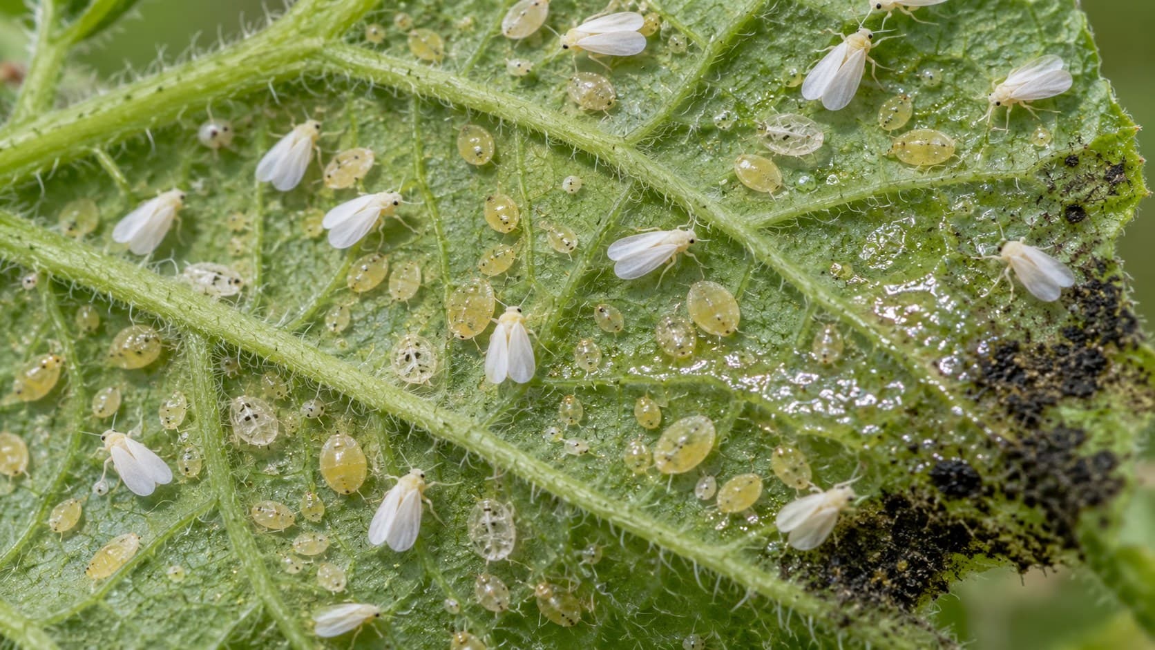 The underside of a tomato leaf carrying whitefly: white adults resting with their wings held flat, flat translucent yellow nymphs fixed to the surface, empty white cases, droplets of honeydew and a patch of black sooty mould at the leaf edge.