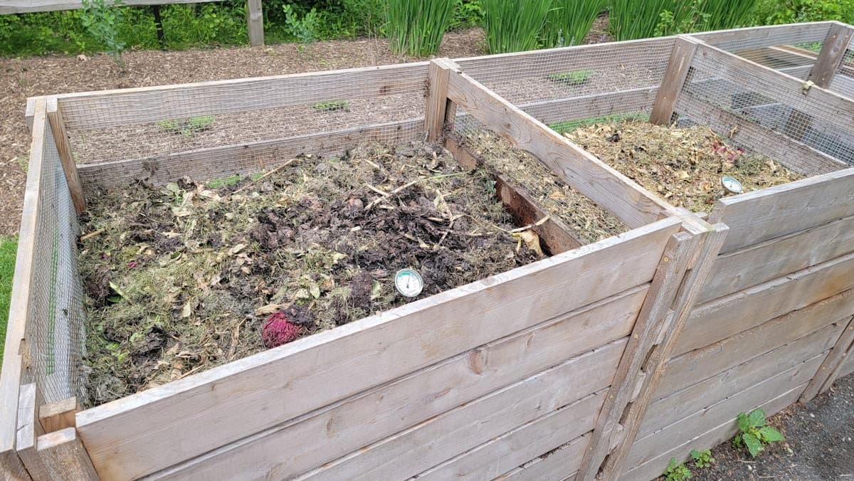 Multi-bay wooden compost bins filled with decomposing garden material in a backyard.