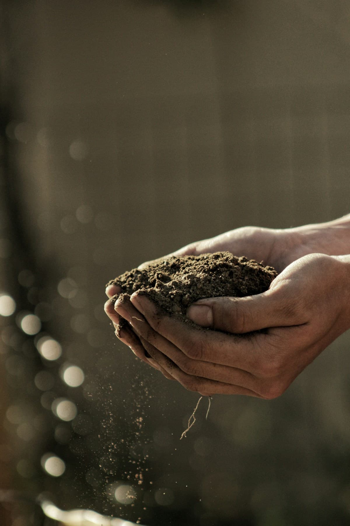 Hands cupping rich dark compost soil with soft bokeh light in the background.