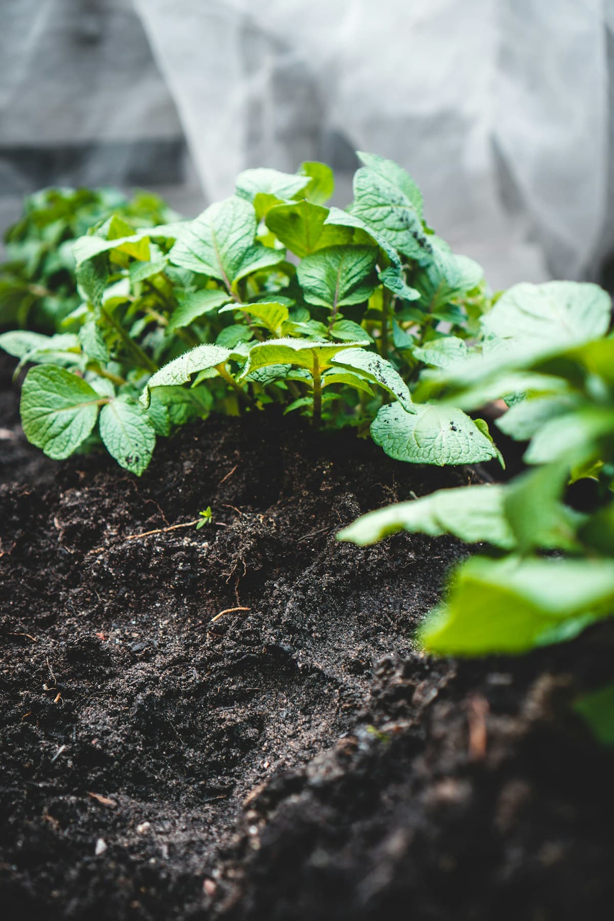 Healthy vegetable seedlings growing in rich dark soil in a raised garden bed.