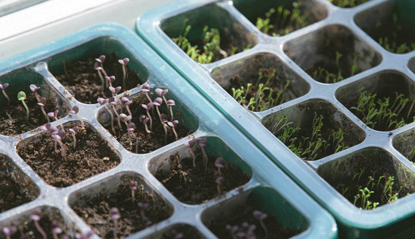 Seed trays filled with young seedlings in separate cells.