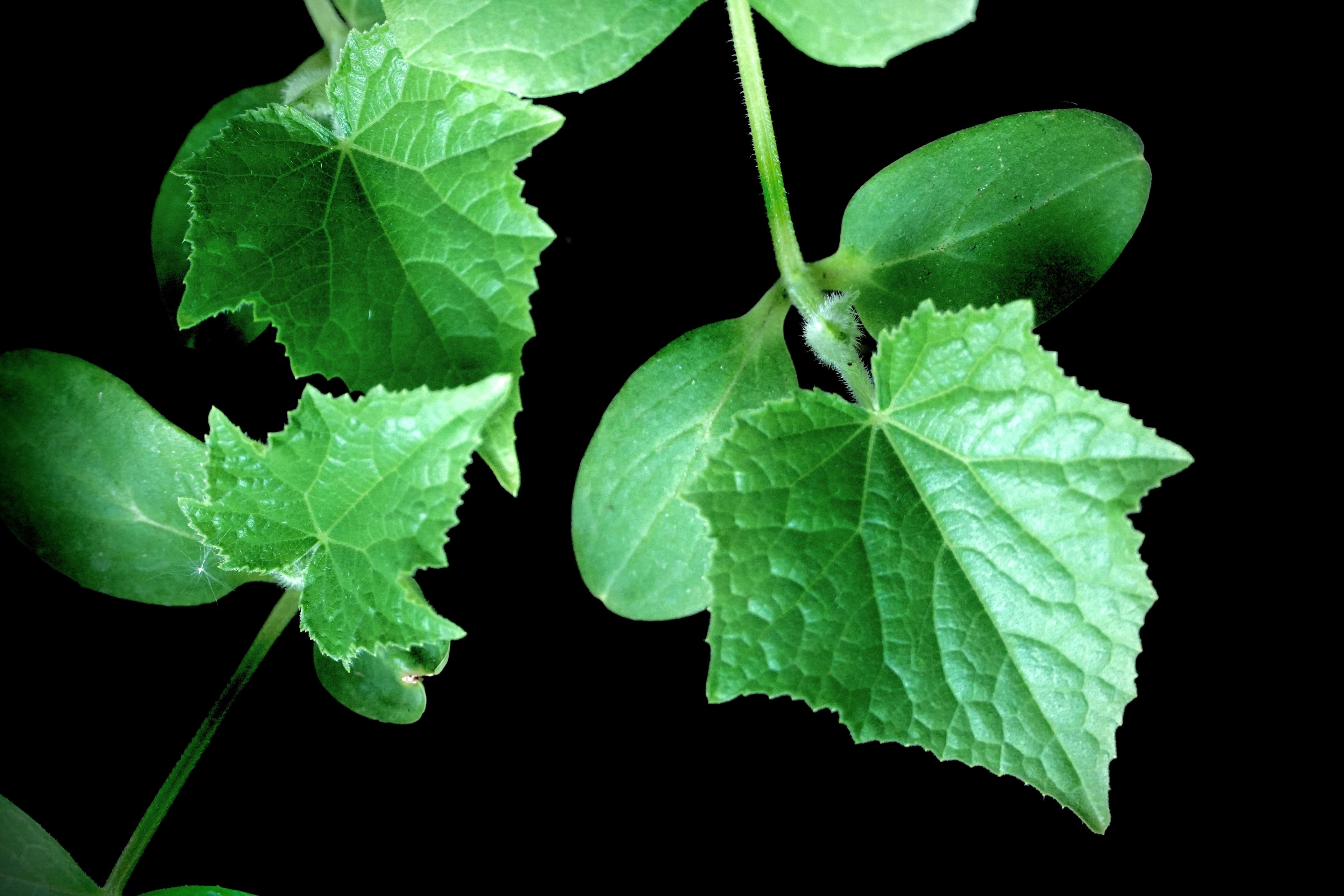 Young cucumber leaves spreading from a healthy seedling against a dark background.