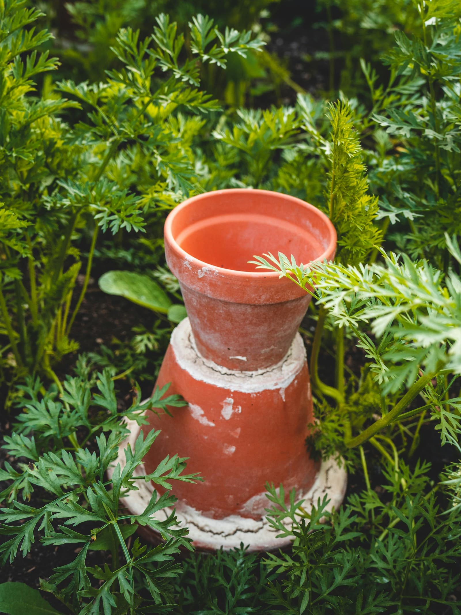 A potted plant beside everyday garden supplies and tools.