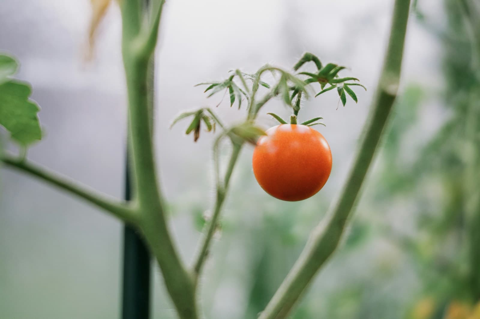 Tomatoes ripening on the vine in late summer light.