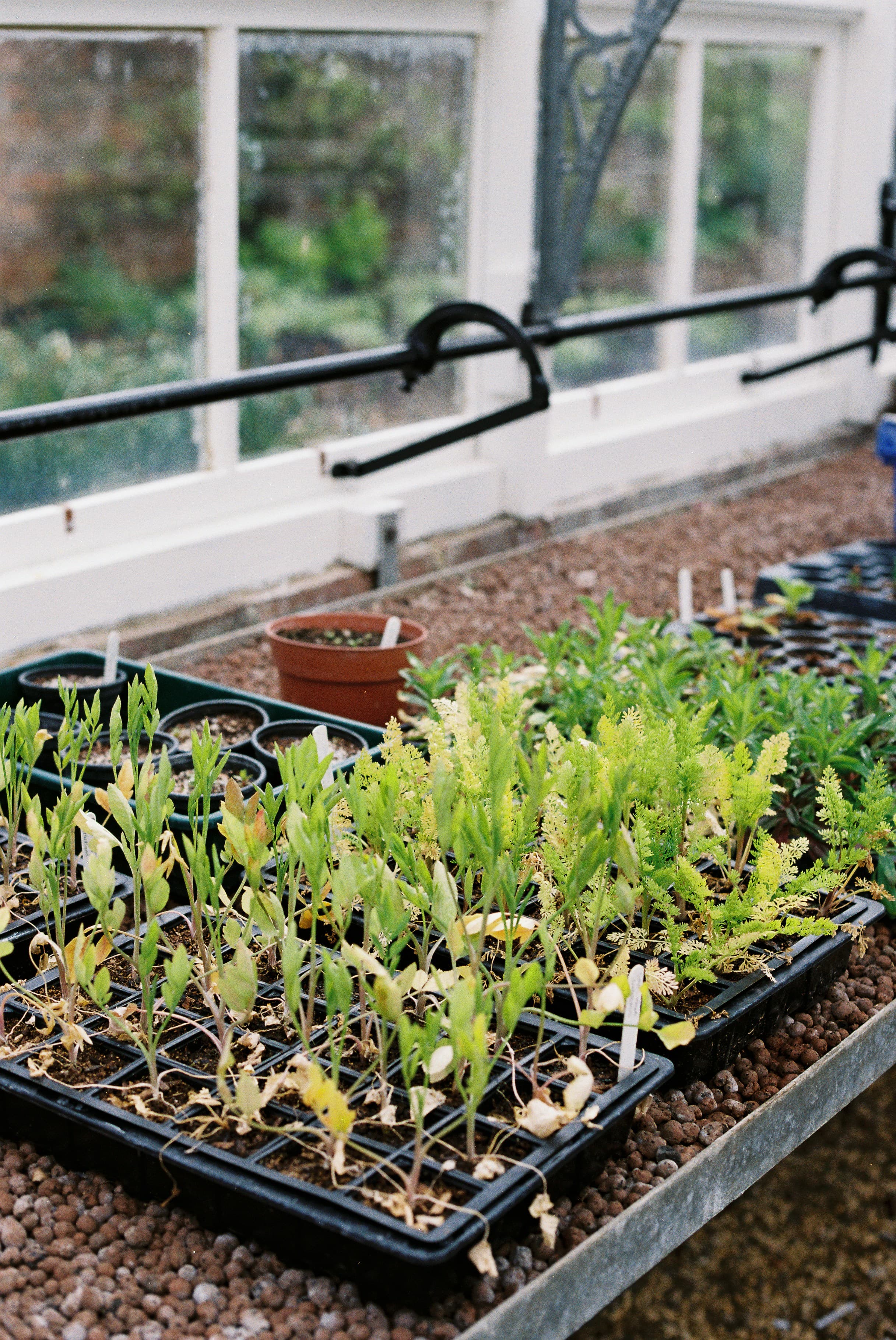 Rows of vegetable seedlings growing under bright LED grow lights on a shelf indoors.