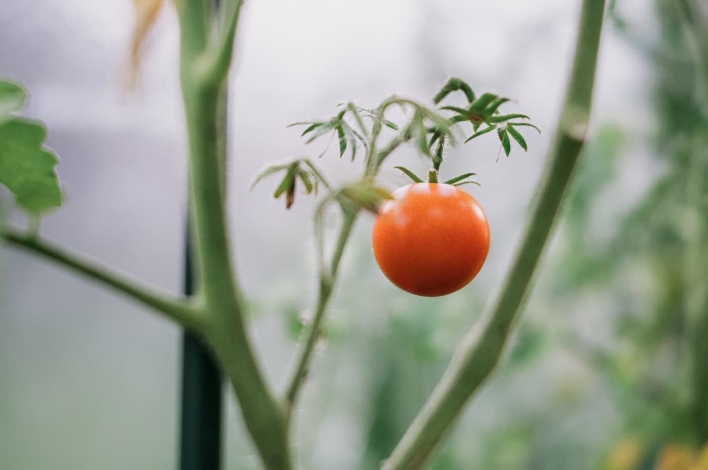 Close-up of ripe tomatoes growing on the vine in a home garden.