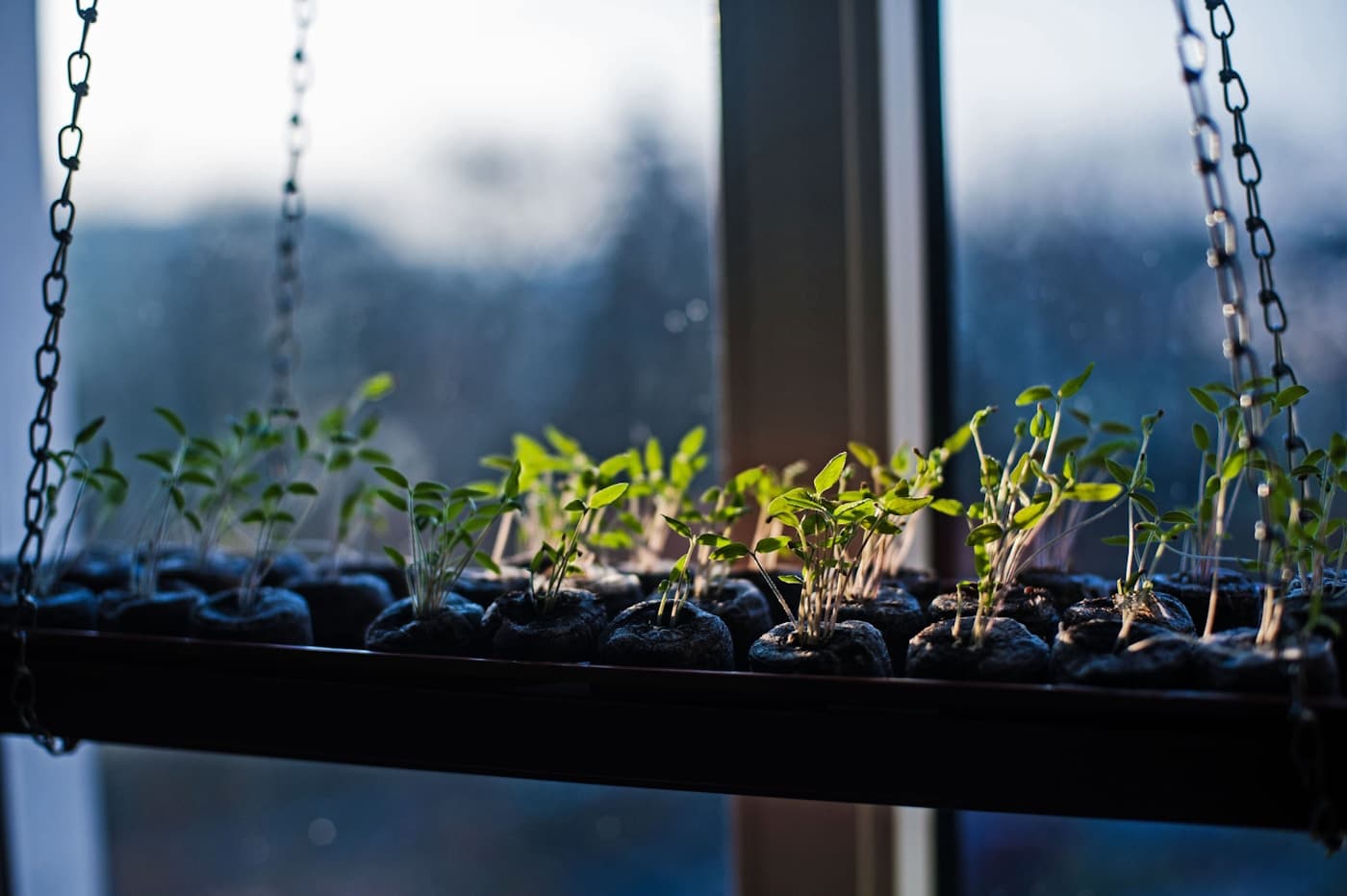 Seedlings growing on a windowsill in an indoor seed-starting setup.