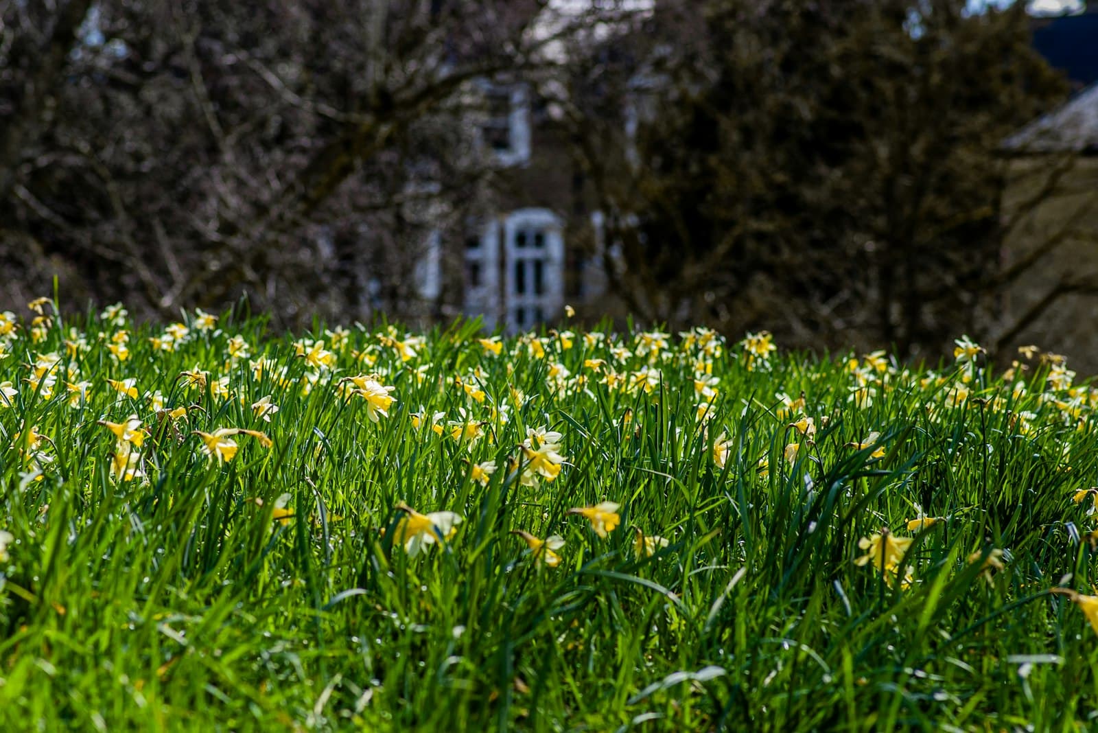 Narcisos naturalizados na grama em frente a uma casa no início da primavera.