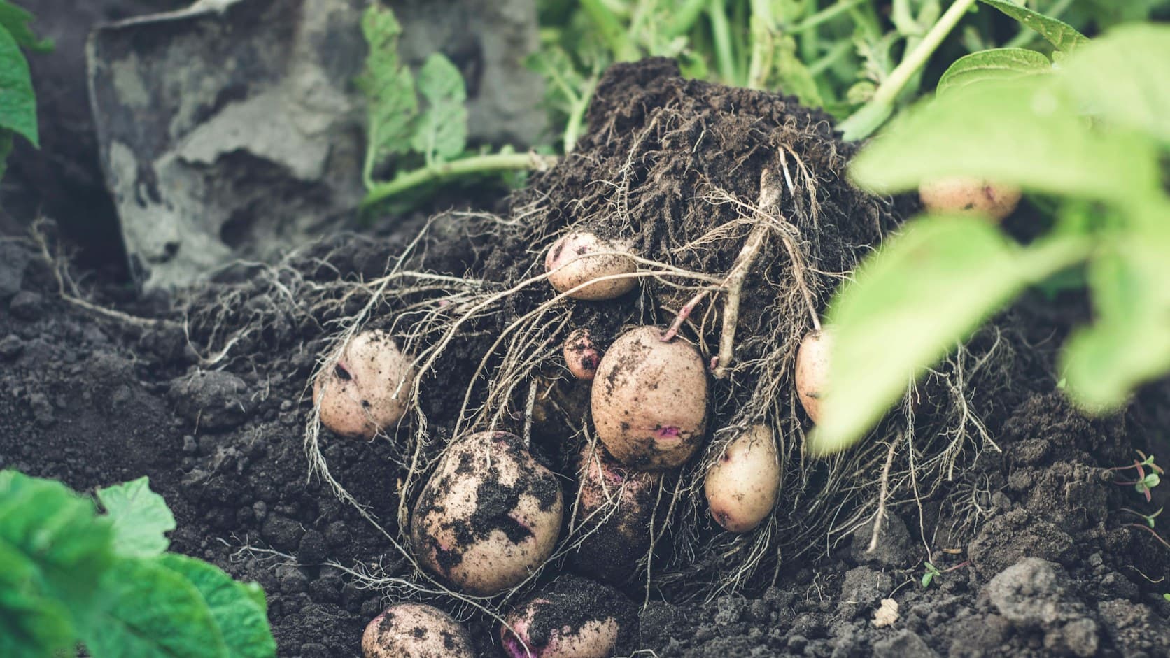 Freshly dug potatoes with roots and soil resting on dark garden earth, green foliage behind them.