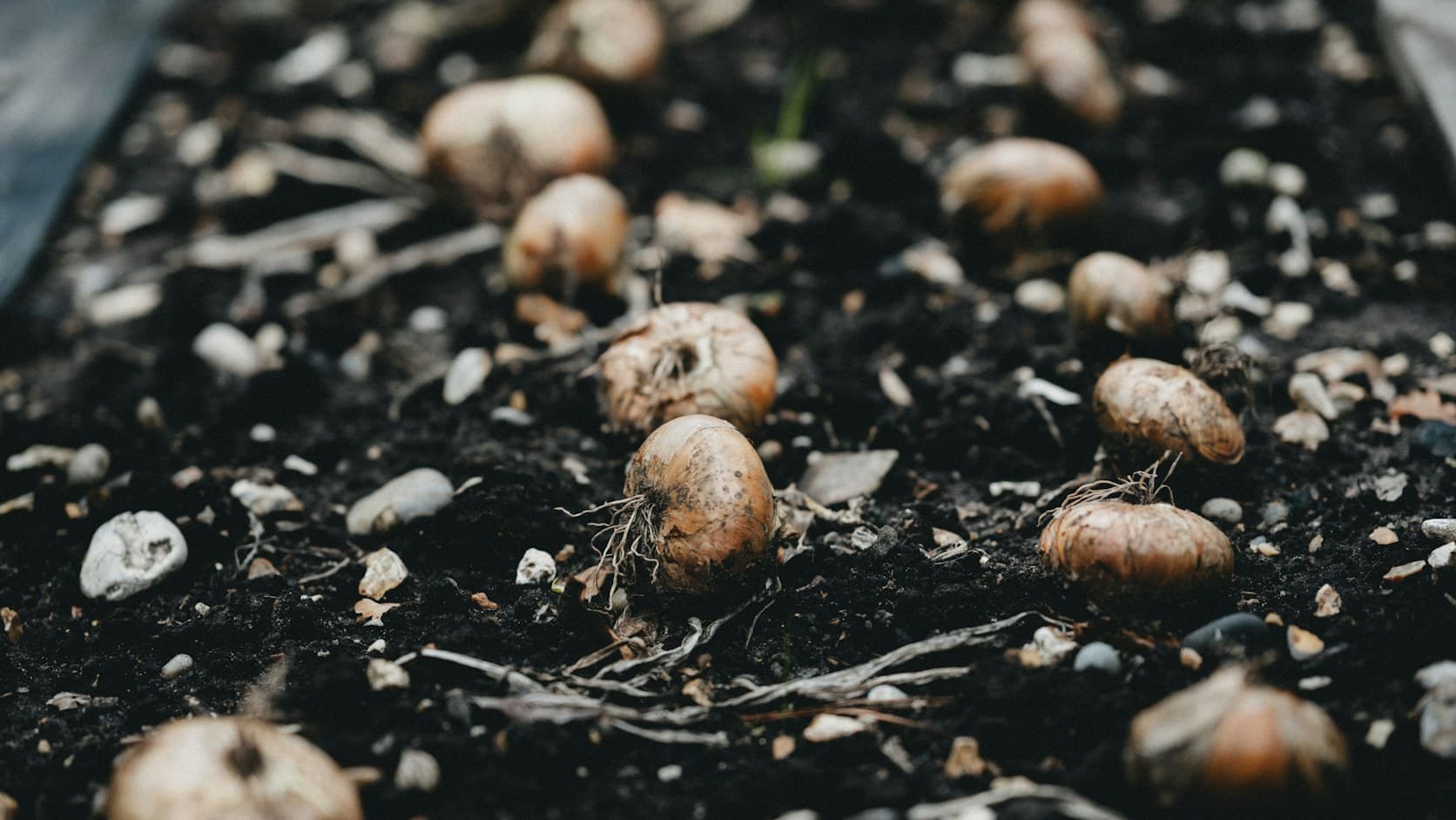 Tulip bulbs with dried roots lying on dark, freshly prepared garden soil.