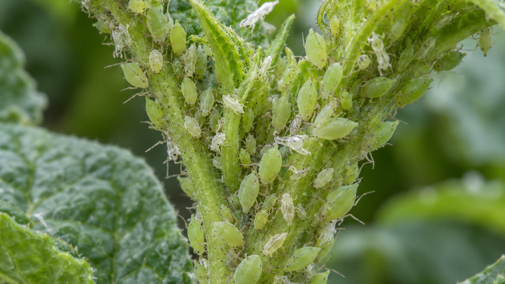 Una colonia densa de pequeños pulgones verde pálido agrupados a lo largo de un tallo tierno y de las hojas más nuevas.