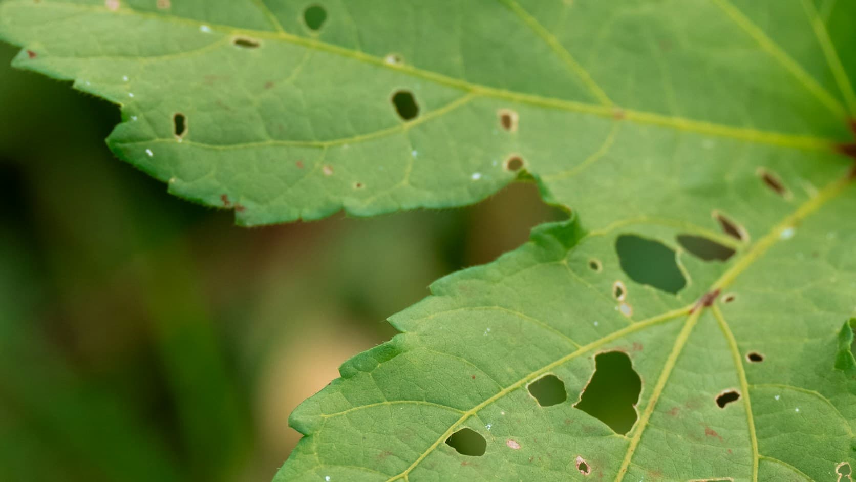 Leaf eaten through with ragged holes, the larger ones smooth-edged and the older ones rimmed with brown.
