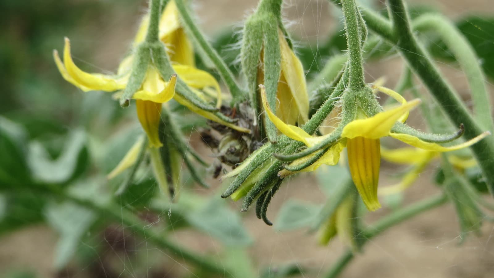 Yellow tomato blossoms on a garden vine during warm weather.