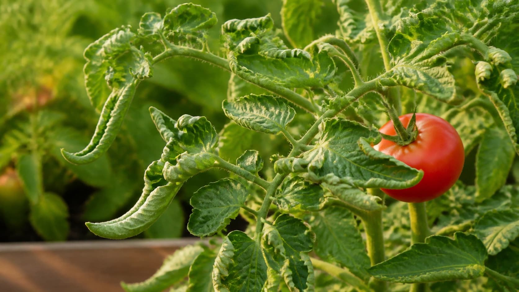 Tomato plant with visibly curled and cupped leaves.