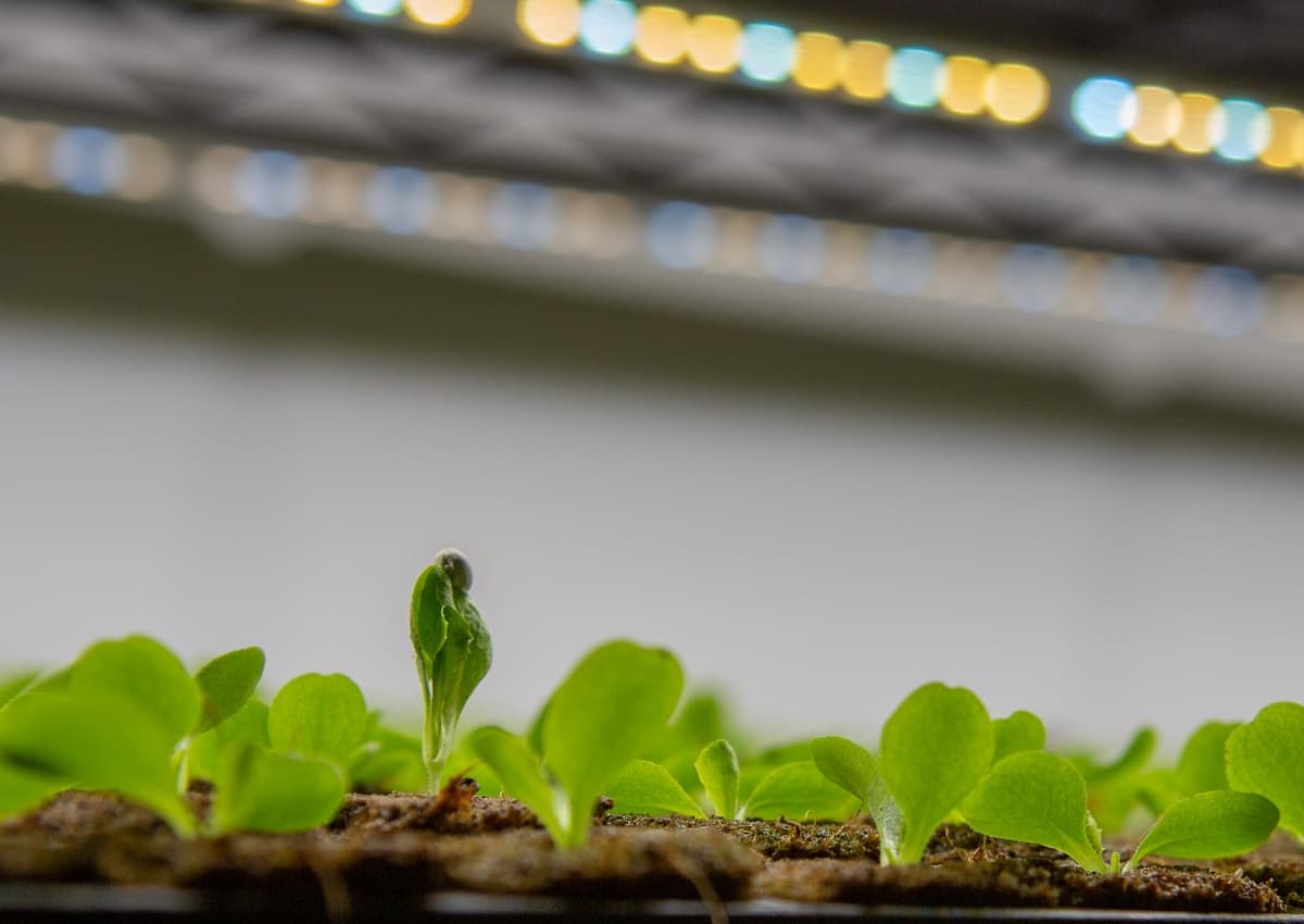 Young green seedlings sprouting under warm LED grow lights indoors.